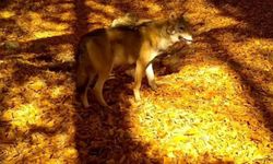Bursa’da kurt, fotokapanlar tarafından görüntülendi