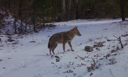 Çakalın kış mücadelesi fotokapanlara yansıdı