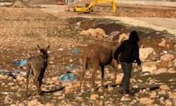 Cizre'de bataklığa düşen eşek kurtarılana kadar yavrusu yanından ayrılmadı