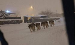 Diyarbakır’da 4 kurt yerleşim alanında görüldü