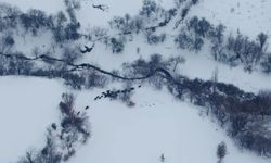 Diyarbakır'da yaban domuzu sürüsü havadan görüntülendi