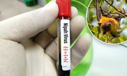 DSÖ: Nipah virüsü yüzde 75 ölüm oranına sahip ve bu oran Covid-19'un 5 katı