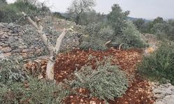 El Halil'de işgalci siyonistler 500 ağacı kökünden söktü