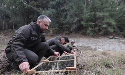 Ele geçirilen 400 saka kuşu doğal yaşamına bırakıldı