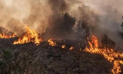 Güney Afrika'da orman yangınlarında 100 bin hektarlık alan zarar gördü