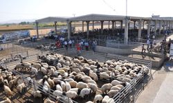 Hayvancılık destekleme listeleri askıya çıkarılıyor