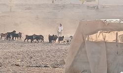 İşgalciler Eriha’nın kuzeyinde Filistinlilere saldırdı