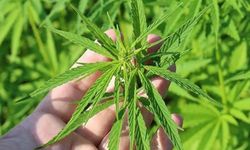 Kenevir üretimine 21 ilde izin