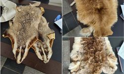 Kilis’te sınır kapısında hayvan postları ele geçirildi