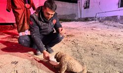 Kuyuya düşen "Yavru boncuk" itfaiye ekiplerince çıkarıldı