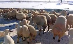 Malatyalı küçükbaş yetiştiricisi: Hayvancılık emek, sabır ve alın teri ister