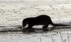Nesli tükenme tehlikesi ile karşı karşıya olan su samuru Ağrı’da görüntülendi