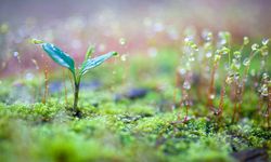 Prof. Dr. Öztürkmen: Son dönemde etkili olan yağışlar tarım için umut verici
