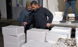 Samsun’da mevzuata aykırı taşınan 2,6 ton mezgit balığına el konuldu