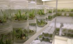 “Şifa deposu” ak zambak, üniversite laboratuvarında çoğaltılıyor