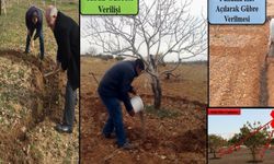 Siirt fıstığında taban gübresi zamanı: Uzmanlardan üreticilere uyarı