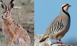  Siirt’te keklik, yaban tavşanı ve tilki avı sezonu kapandı