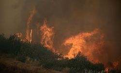 Şili'de orman yangınları: 15 ölü