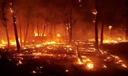 Şili'de orman yangınlarında ölü sayısı 19'a yükseldi