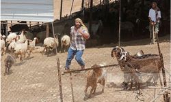 Siyonist Yahudiler Filistinlilere ait 200 küçükbaş hayvanı çaldı