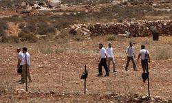 Siyonistler Masafir Yatta'da 150 zeytin ağacını söktü