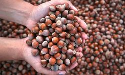 Soğuk havalarda fındık yemenin vücuda faydaları