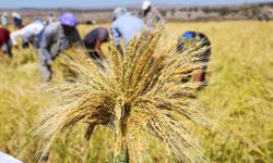 TMO çeltik alım fiyatlarını açıkladı