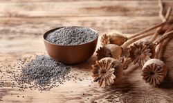 TMO mavi renkli haşhaş tohumunun satışına başladı