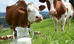 Toplanan inek sütü yüzde 4 azaldı