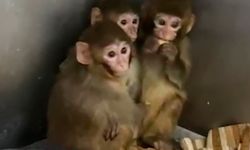 Yasa dışı barındırılan 3 makak maymunu muhafaza altına alındı