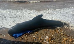 Yeni Zelanda'da onlarca balina karaya vurdu