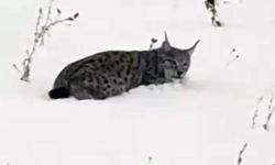 Ağrı’da yorgun düşen vaşak kameralara yansıdı