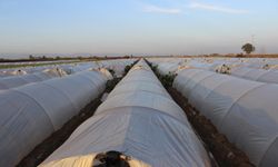 Akdeniz’de fırtına ve zirai don alarmı