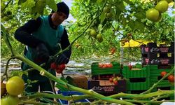 Bakan Yumaklı’dan “Karlar altında domates üretimi” paylaşımı