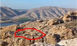 Batman'da dağ keçileri sürü halinde görüntülendi