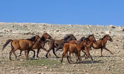 Batman'da yılkı atları gün doğumunda görüntülendi