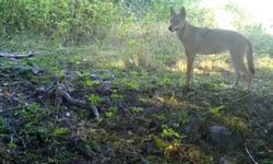 Bursa’da bozkurt foto kapana yansıdı