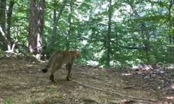 Bursa'da yaban kedisi foto kapanla görüntülendi