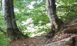 Bursa’nın gizli akrobatı sansar foto kapanlara takıldı