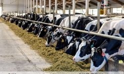 Büyükbaş hayvan sayısı yüzde 4,3 arttı