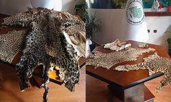 Çukurova Havalimanı’nda yasa dışı yaban hayvanı ürünleri ele geçirildi