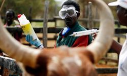 Güney Afrika'da şap salgını: Ulusal afet hali ilan edildi