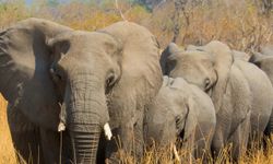 Hindistan'da fillerin ezdiği 6 kişi öldü