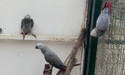 İstanbul Havalimanı’nda 20 Afrika gri papağanı ele geçirildi