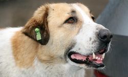 İstanbul Valiliği: "Kuduz vakalarında patlama" iddialarını yalanladı