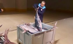 İstanbul’da yasa dışı avlanan 570 kilogram orkinos ele geçirildi