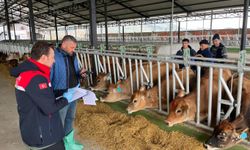 İthal damızlık hayvanlarda sağlık kontrolleri 8 ilde sürdürülüyor