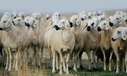 "Kırsalda bereket küçükbaşa destek" projesi başlıyor