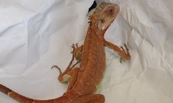 Nevşehir'de izinsiz iguana besleyen kişiye para cezası