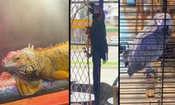 Samsun’da CITES kapsamındaki 3 egzotik hayvana el konuldu